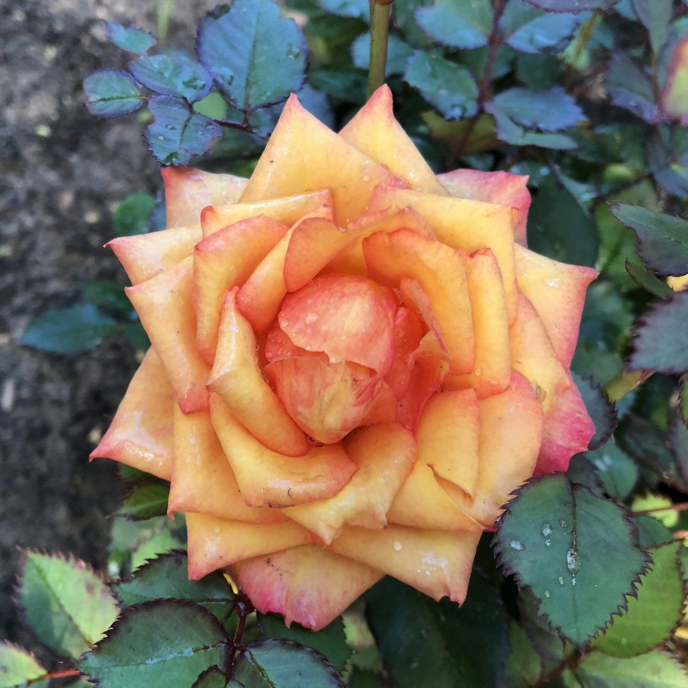 a close up of a yellow and red rose