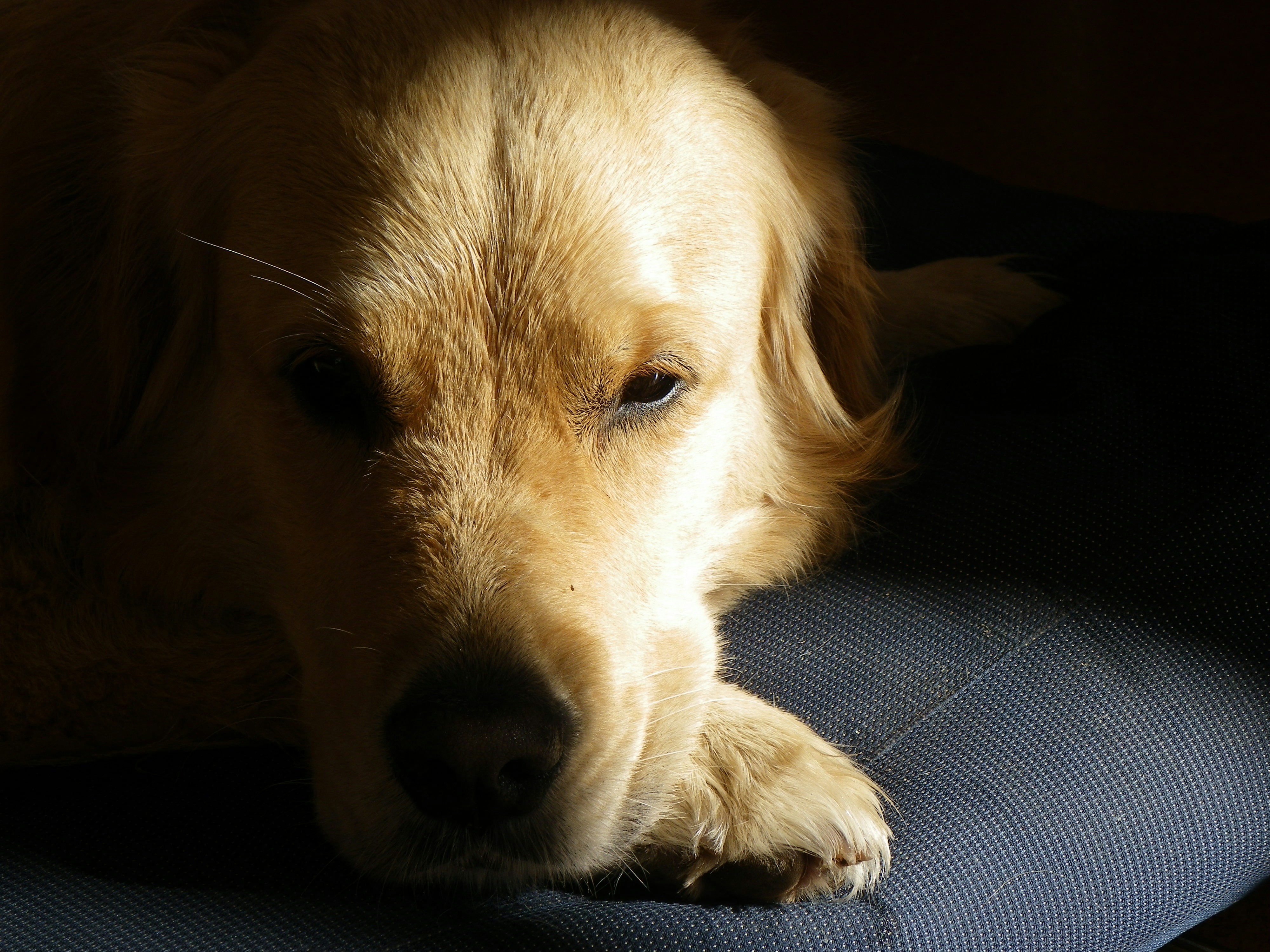 a close up of a dog laying on a chair