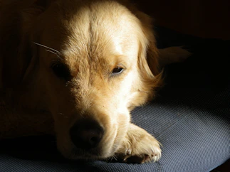 a close up of a dog laying on a chair
