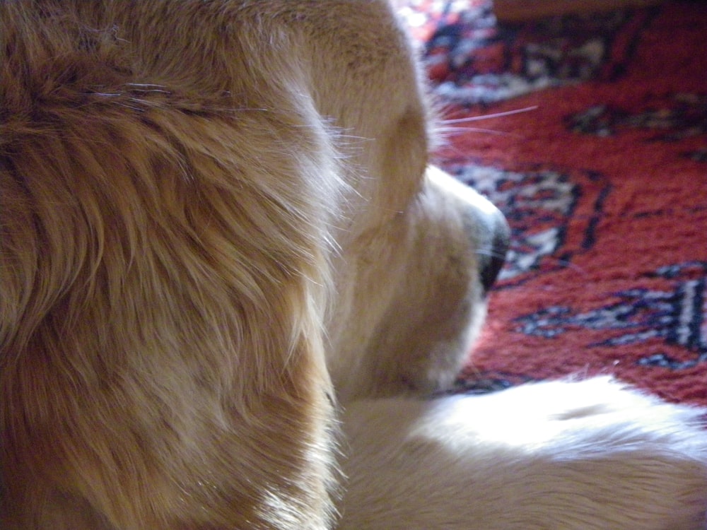 a close up of a dog laying on a rug