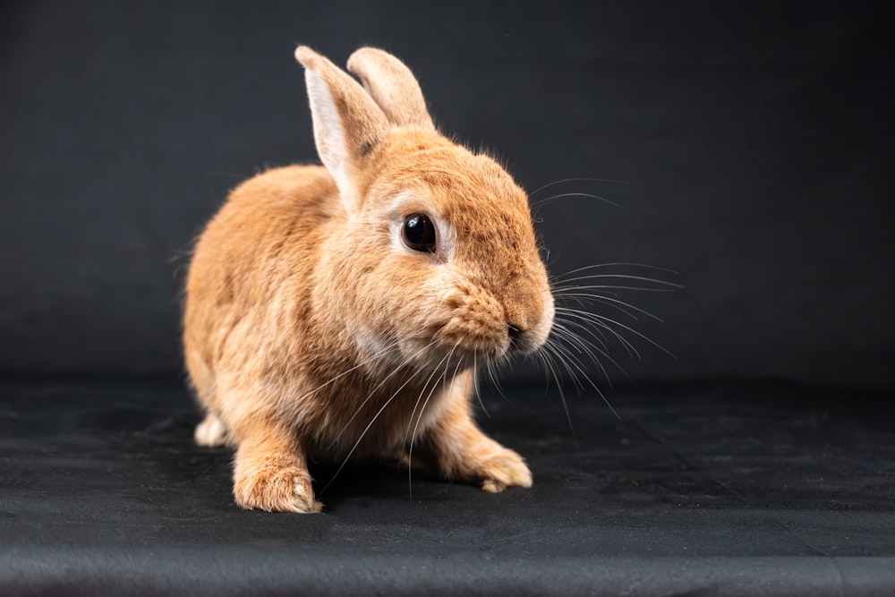 a brown rabbit sitting on top of a black surface