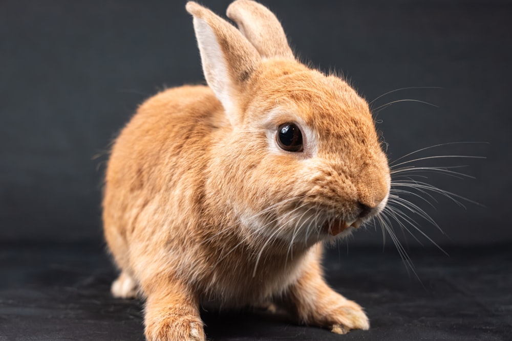 a close up of a small rabbit on a black background
