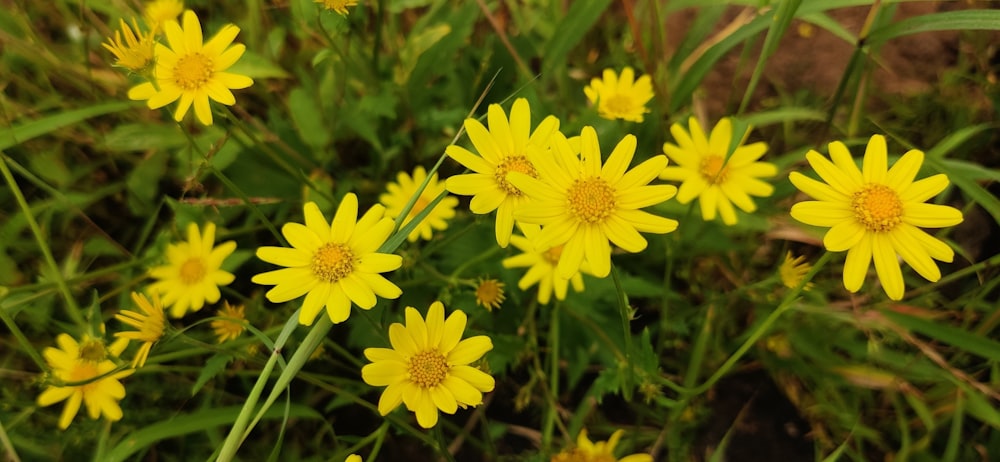 a bunch of yellow flowers that are in the grass