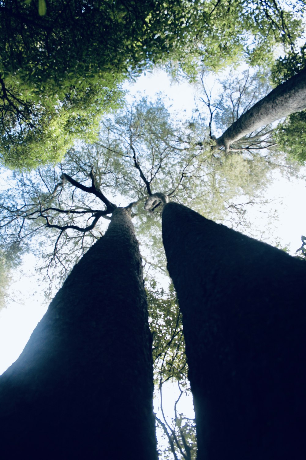 looking up at tall trees in a forest