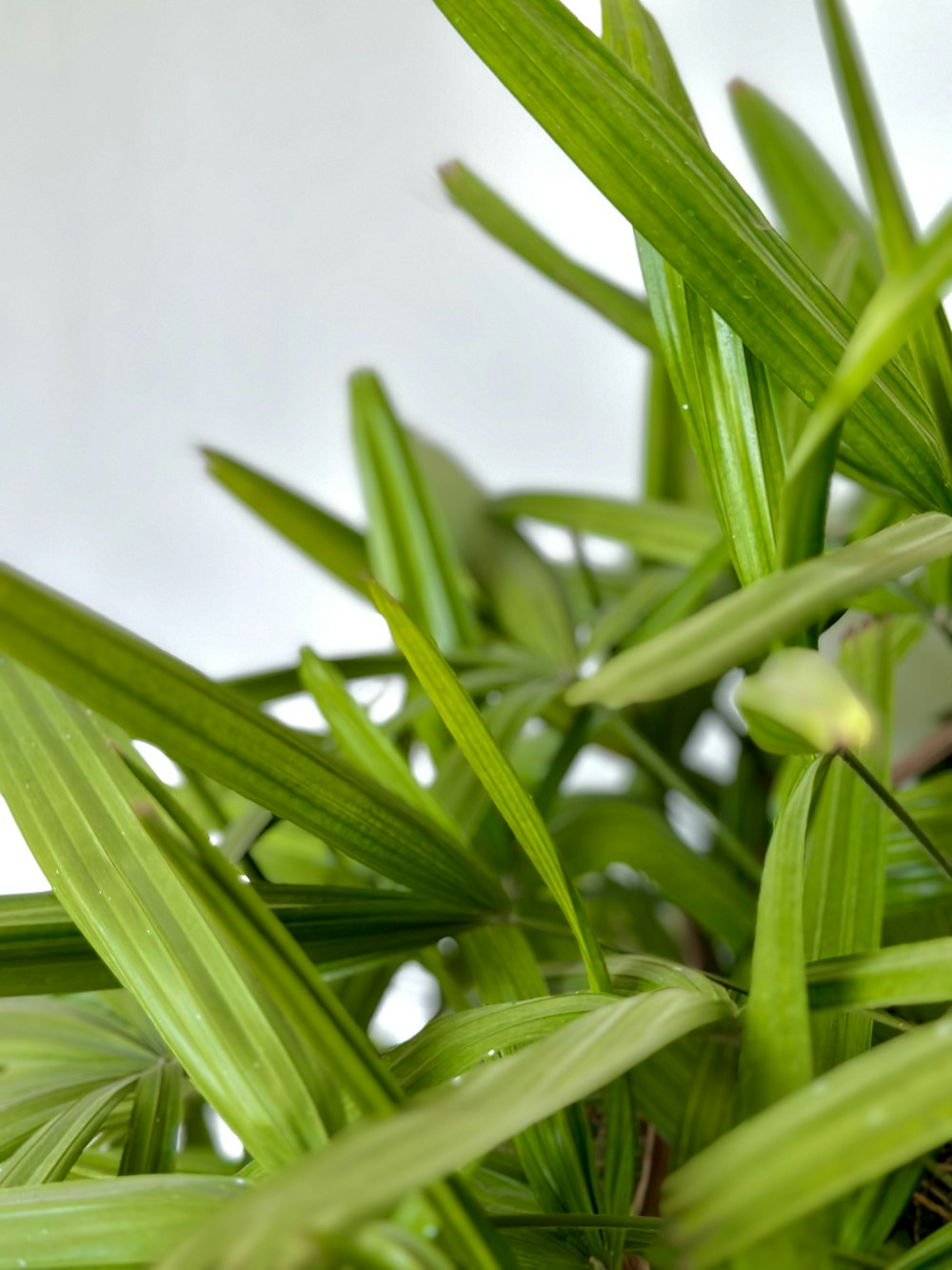 a close up of a plant with green leaves