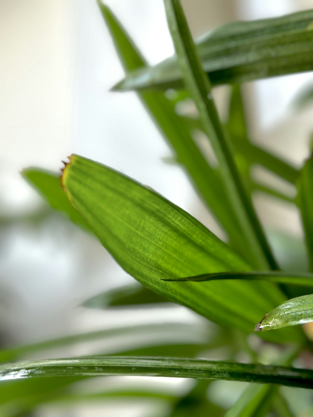 a close up of a plant with green leaves