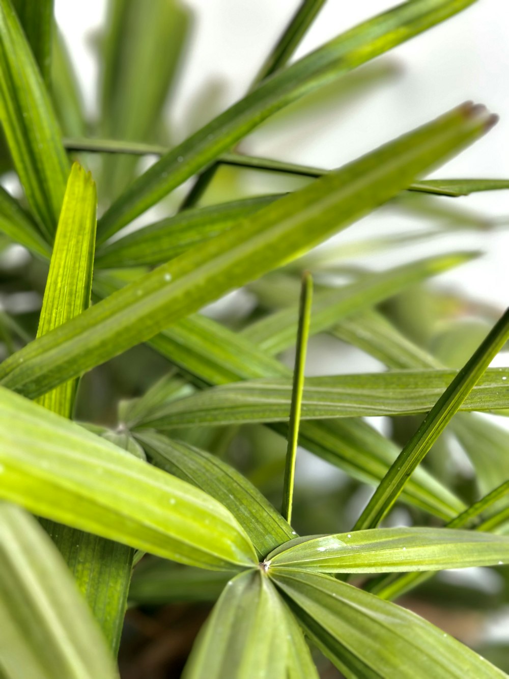 a close up of a plant with green leaves