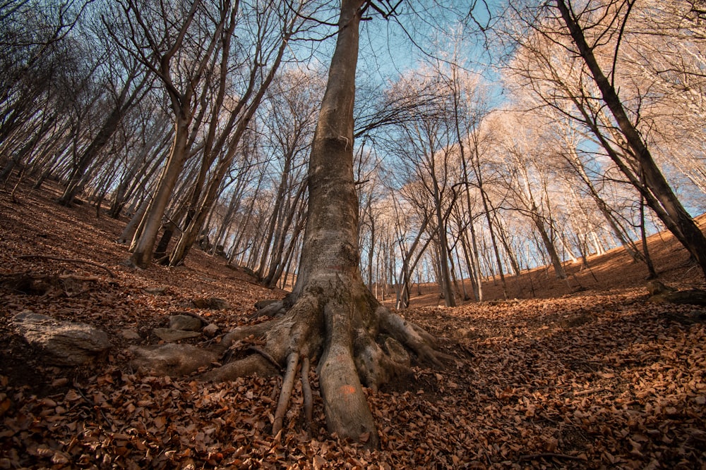 a tree that is in the middle of a forest