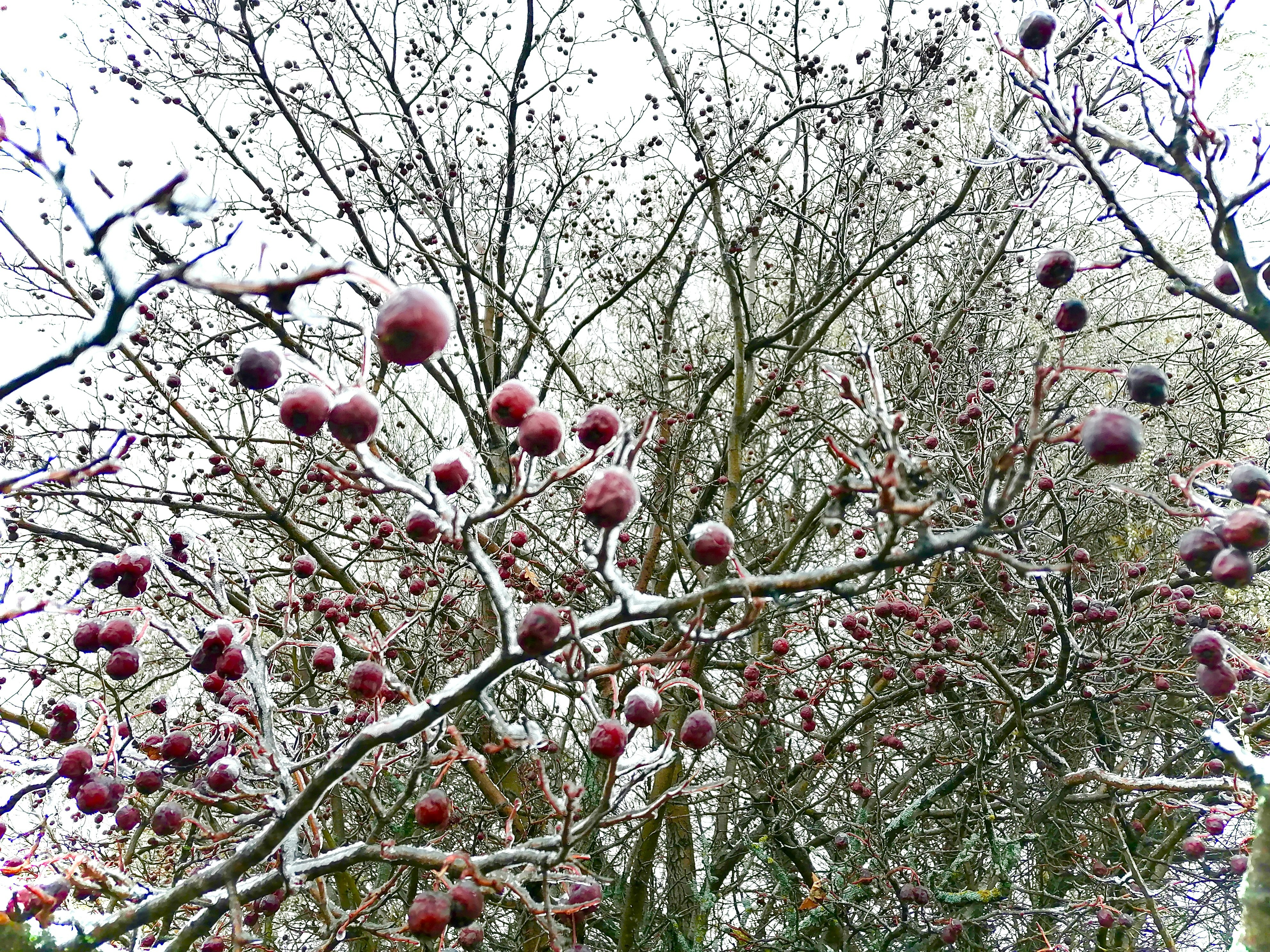 a tree filled with lots of red berries on top of it