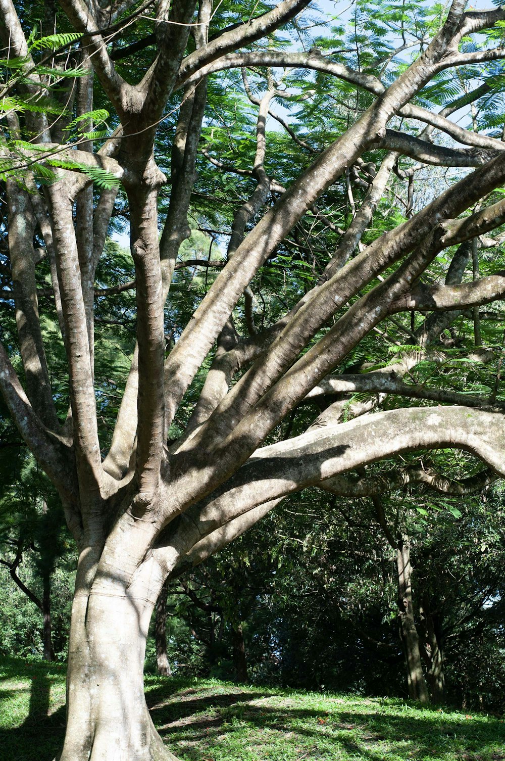 a large tree in the middle of a park