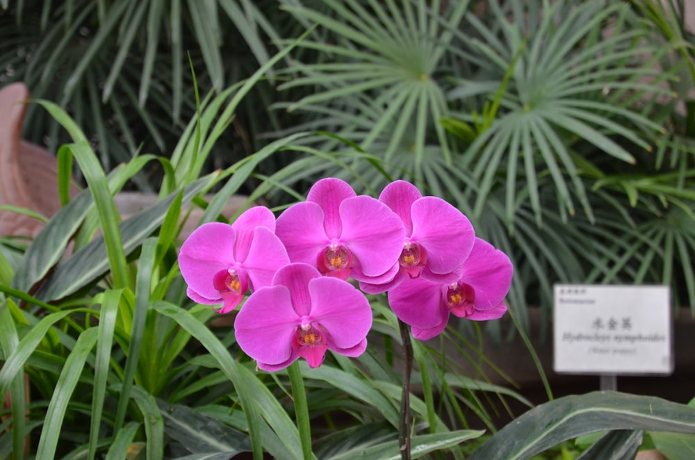 a group of pink flowers in a garden