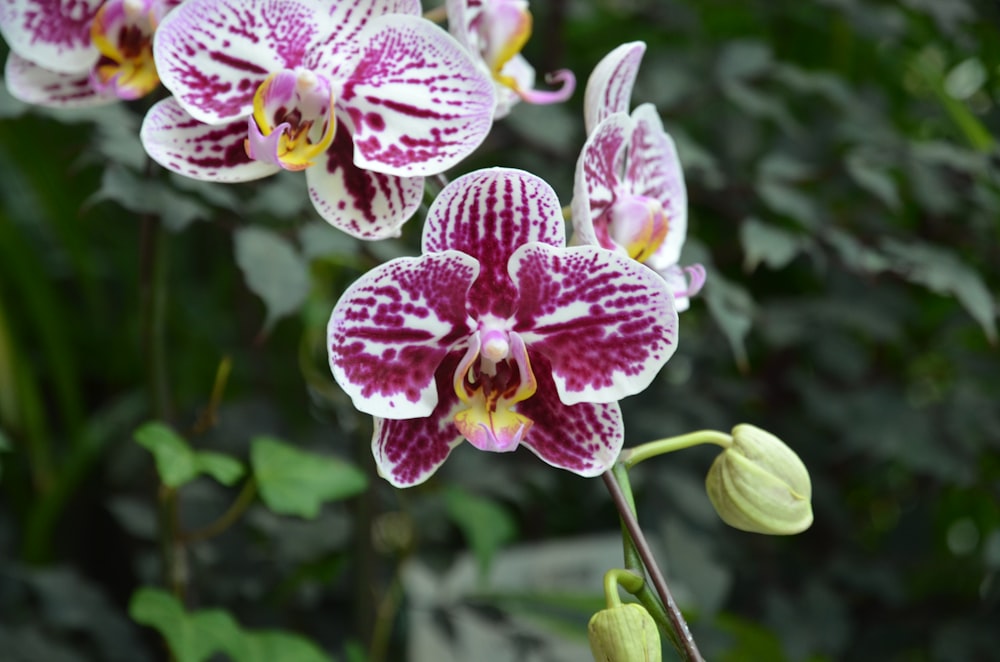 a close up of a purple and white flower