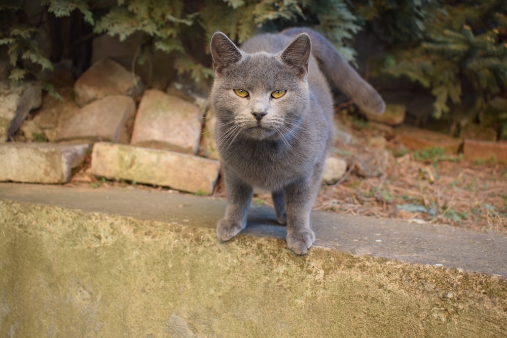 a gray cat standing on top of a stone wall