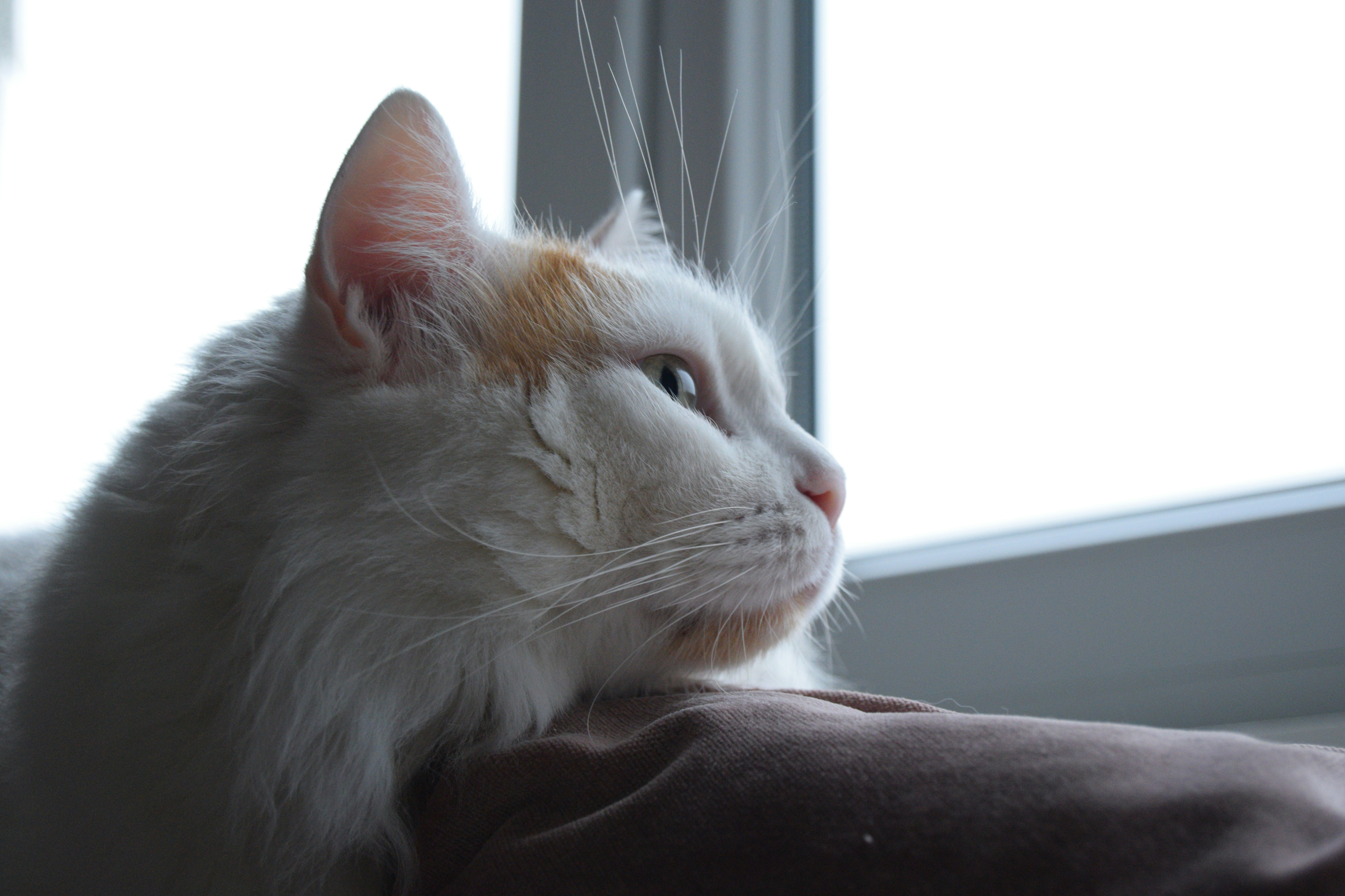 Cat Head Bobbing: Why It Happens