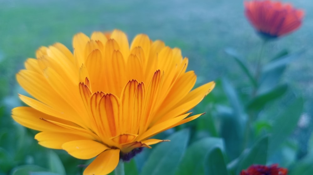 gros plan d’une fleur jaune dans un champ