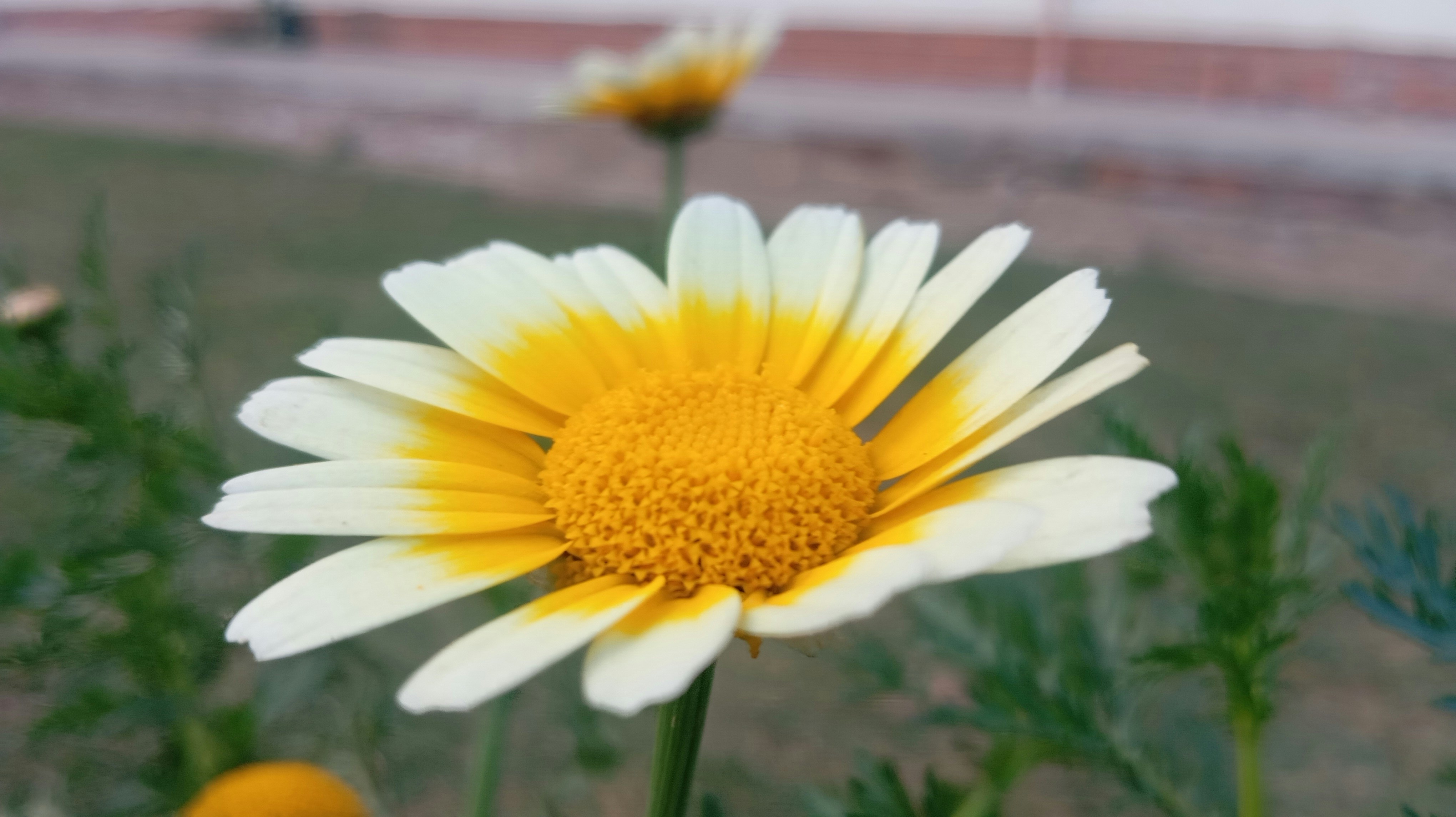 1. The image showcases the vibrant and delicate petals of the flower. Known for its therapeutic properties is a versatile herb that has been used for centuries in traditional medicine. With its bright orange and yellow hues, this flower adds a touch of beauty to any garden or floral arrangement. Its soothing and anti-inflammatory properties make it a popular ingredient in skincare products, providing relief for irritated or sensitive skin. Embrace the natural healing power of calendula officinalis and experience its gentle and nurturing qualities.