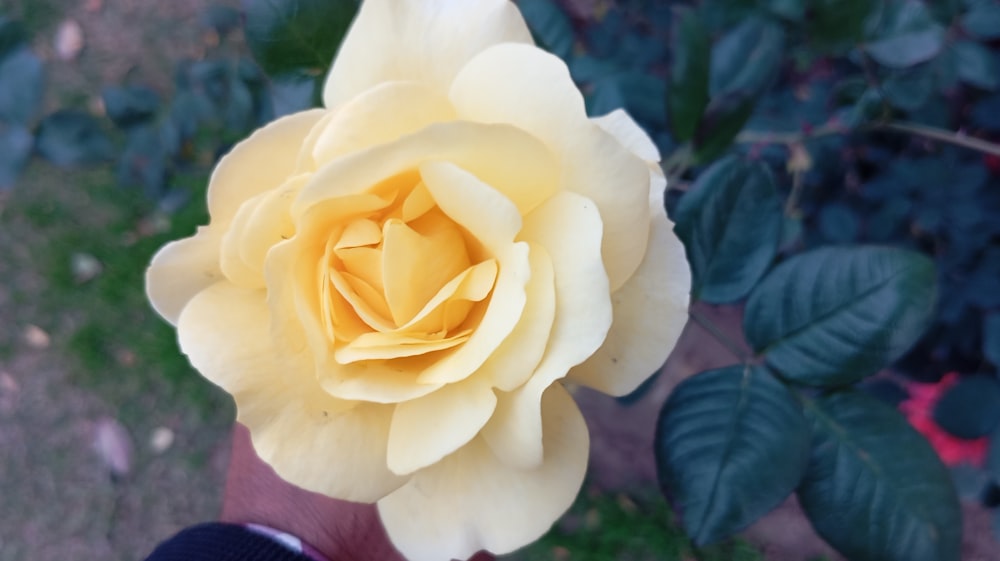 a person holding a yellow rose in their hand