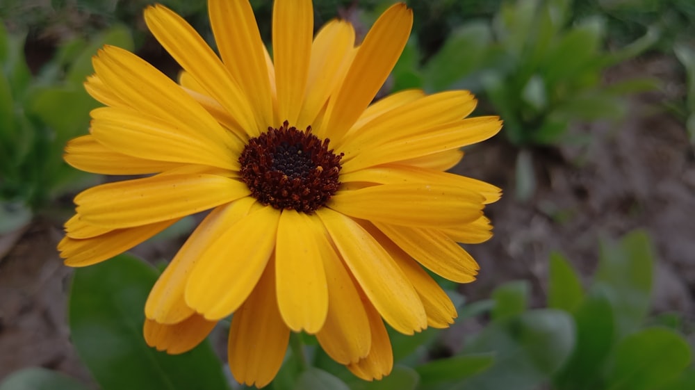 a close up of a yellow flower with green leaves