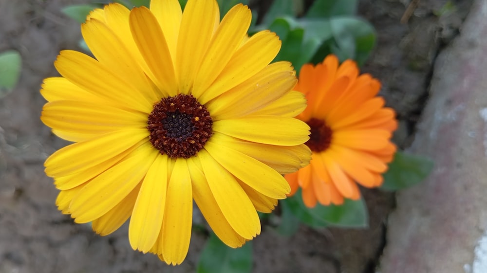 a close up of a yellow and orange flower