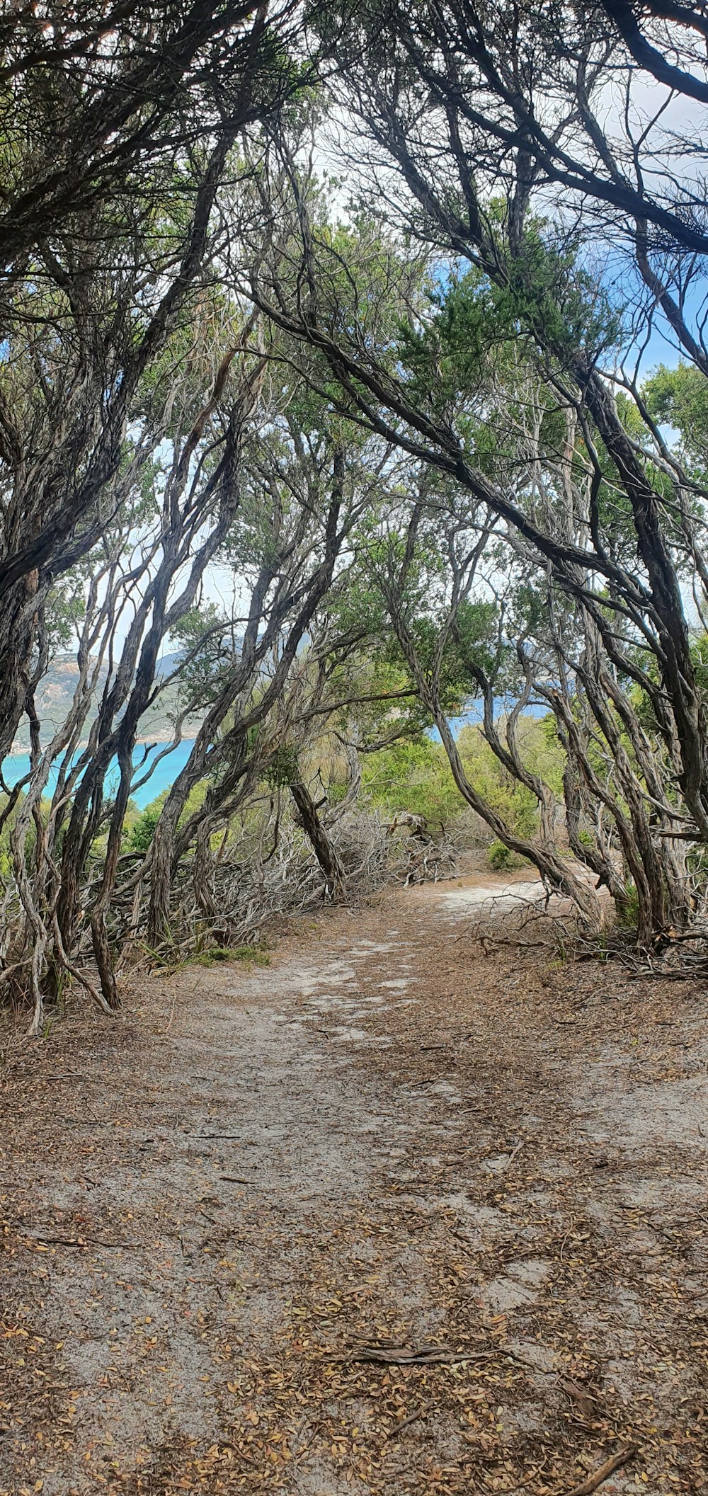 a dirt road surrounded by lots of trees