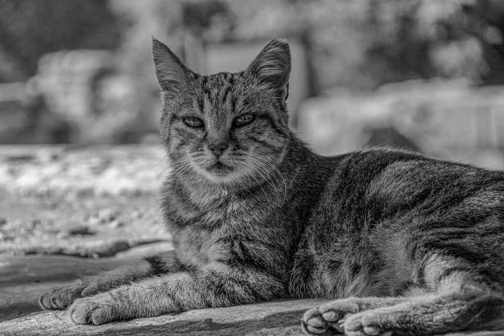 uma foto em preto e branco de um gato deitado no chão