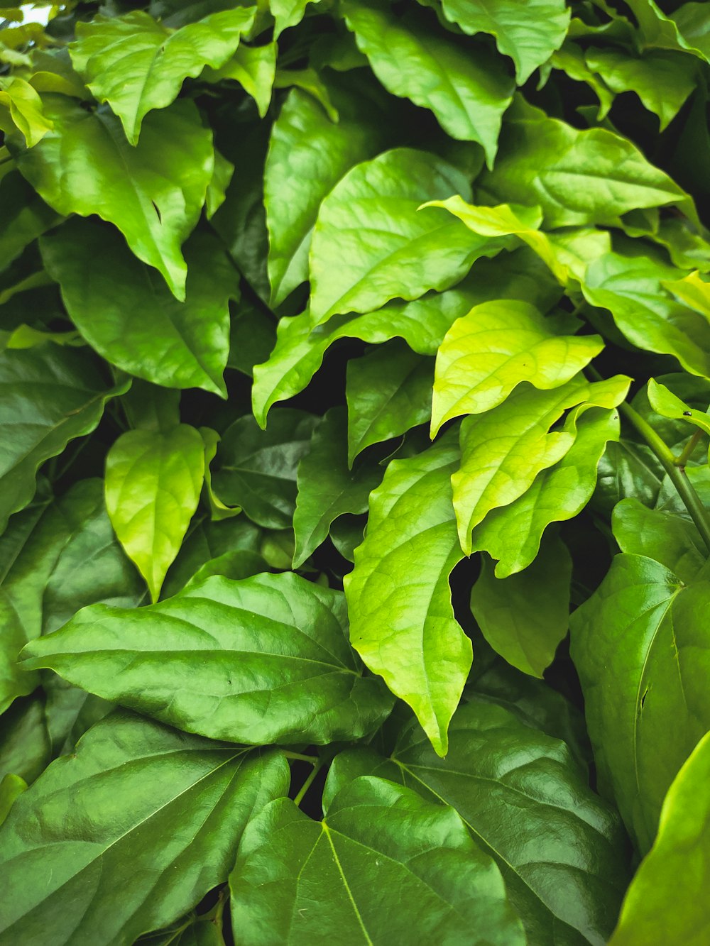 a close up of a green plant with leaves