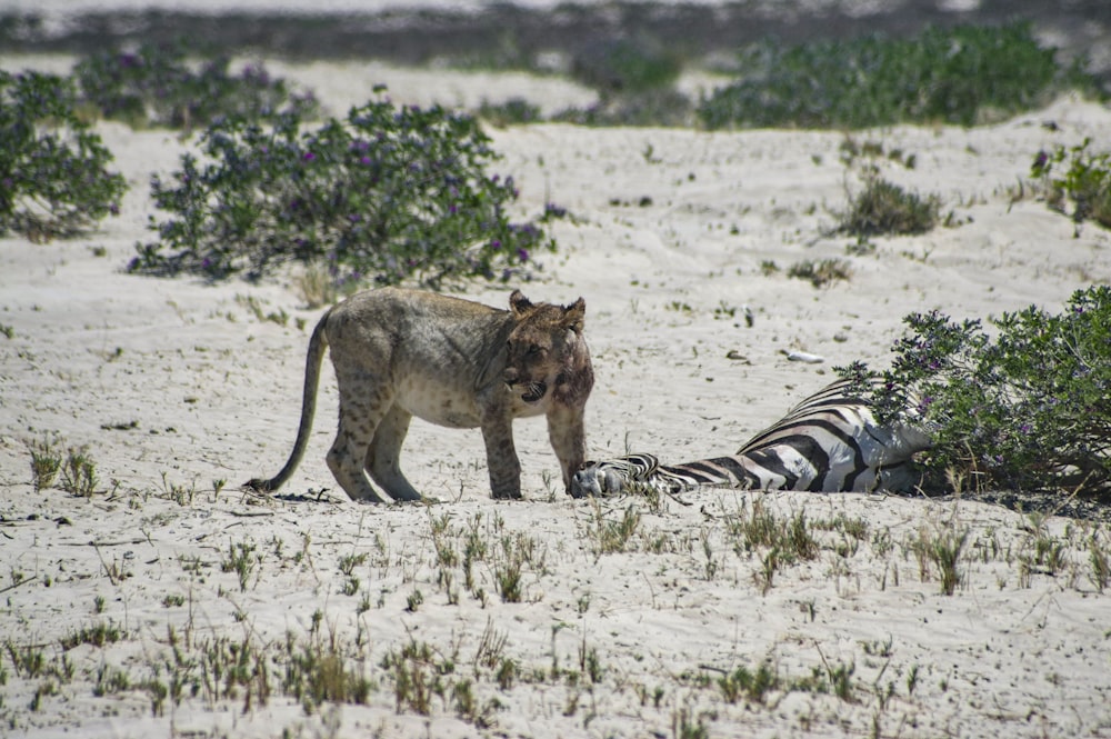 a lion standing next to a dead zebra