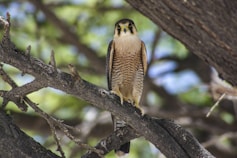 a bird perched on a branch of a tree