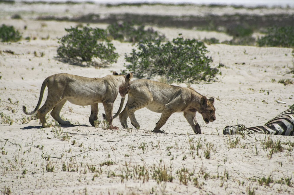 a zebra and a lion walking in the sand