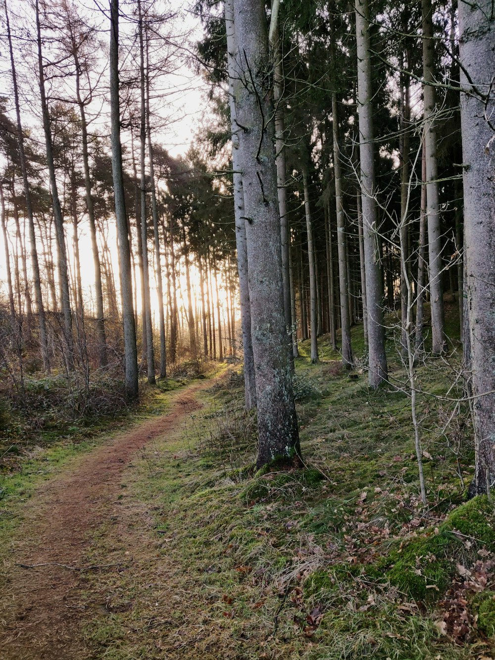 un sentiero nel bosco con alberi ed erba