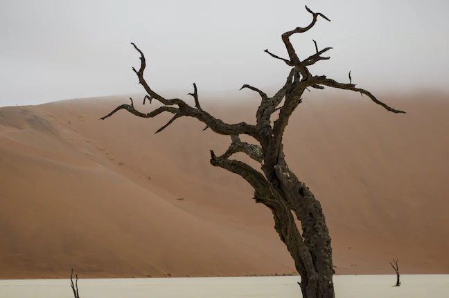 5-Day Namibia Luxury Itinerary: Desert & Coast