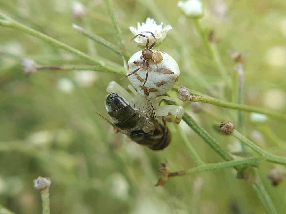 a close up of a bee on a flower