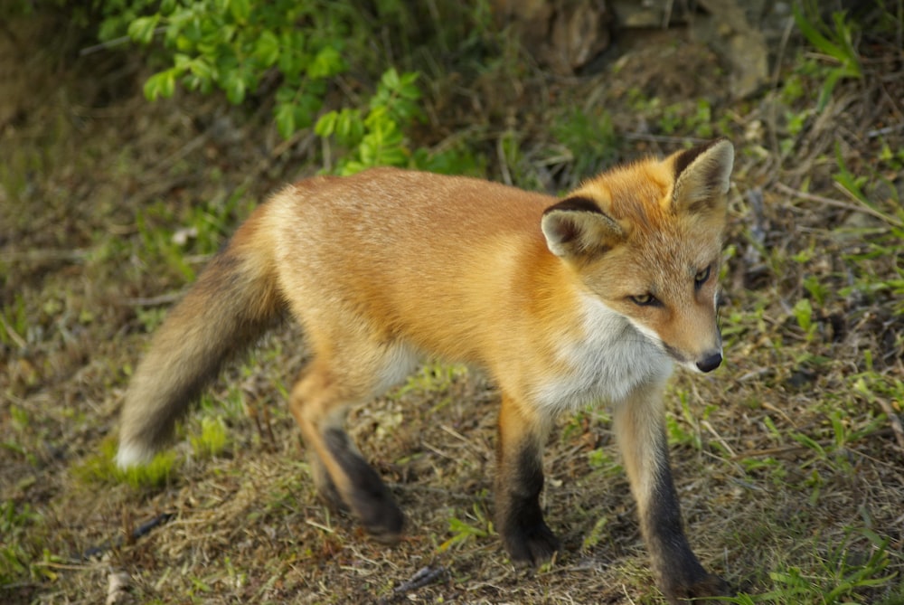 a red fox walking across a grass covered field