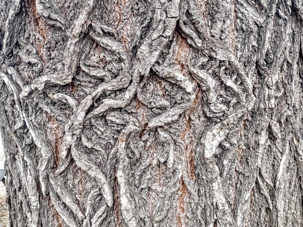 un primer plano de un tronco de árbol con corteza
