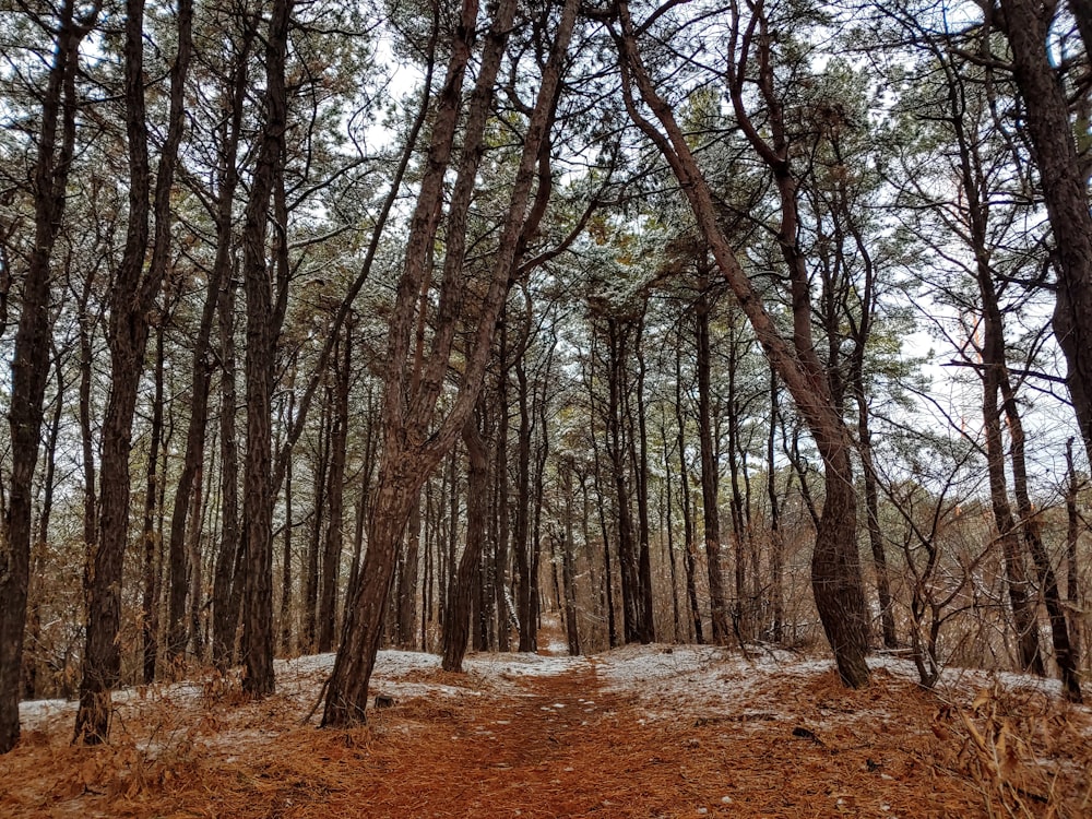 a dirt path in the middle of a forest