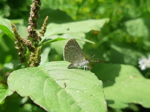 a small blue butterfly sitting on a green leaf