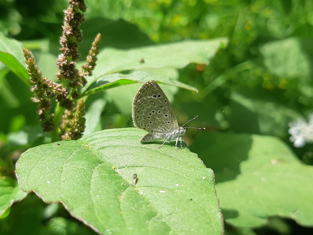 ein kleiner blauer Schmetterling, der auf einem grünen Blatt sitzt