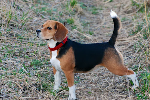 Kuru otların olduğu patikada sola bakan üç renkli Beagle