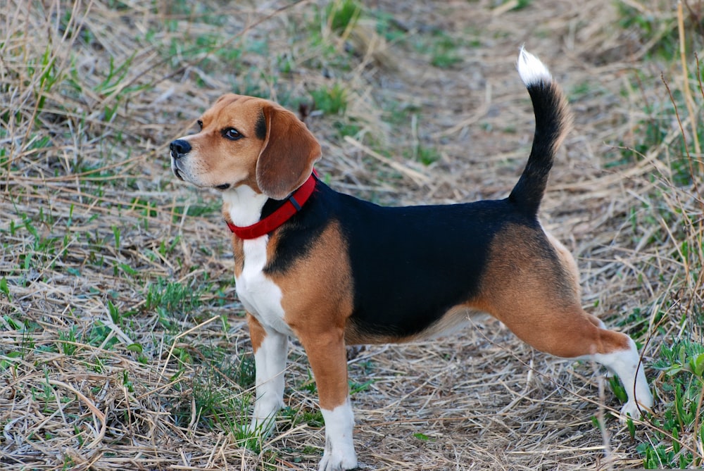 a beagle dog standing in a field of grass