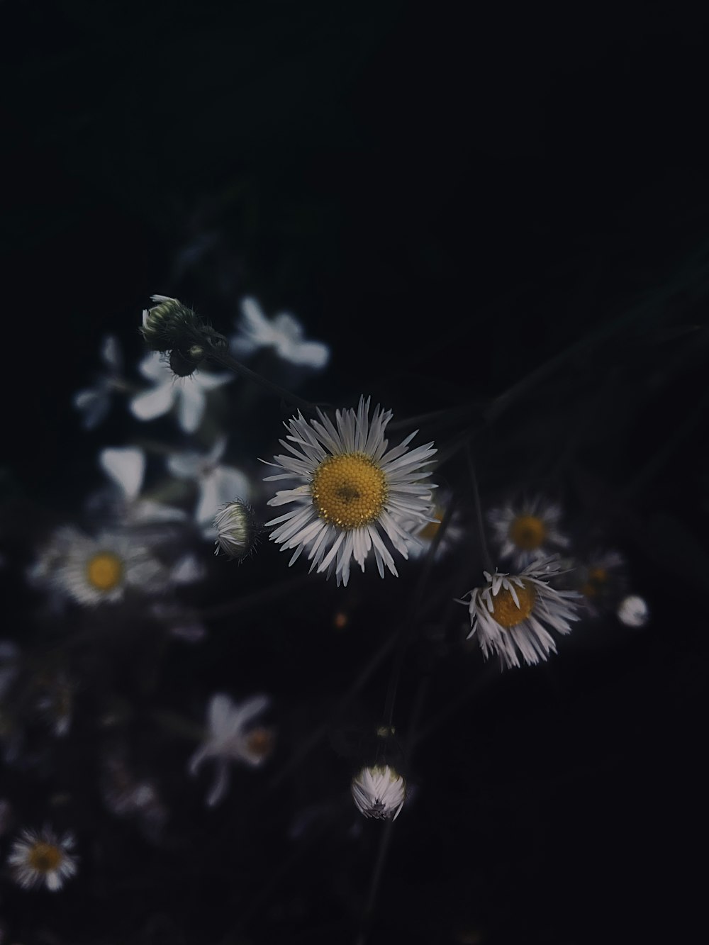 a bunch of white flowers with yellow centers