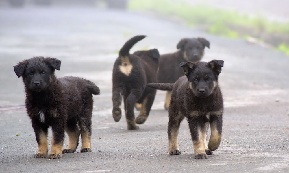 a group of dogs running down a road
