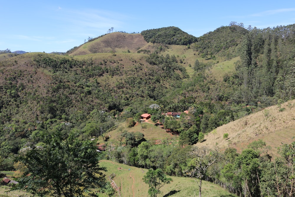 a lush green hillside covered in lots of trees