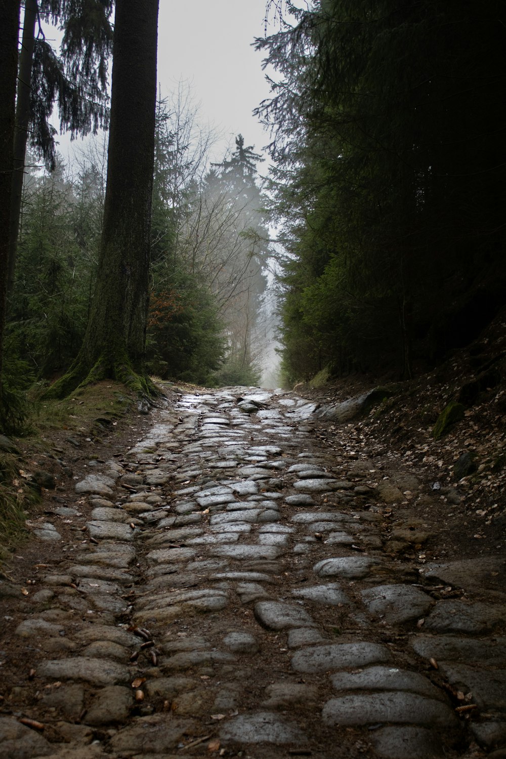 a cobblestone road in the woods on a foggy day