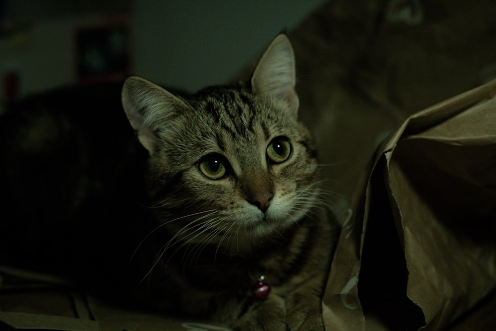 a cat sitting on top of a brown bag