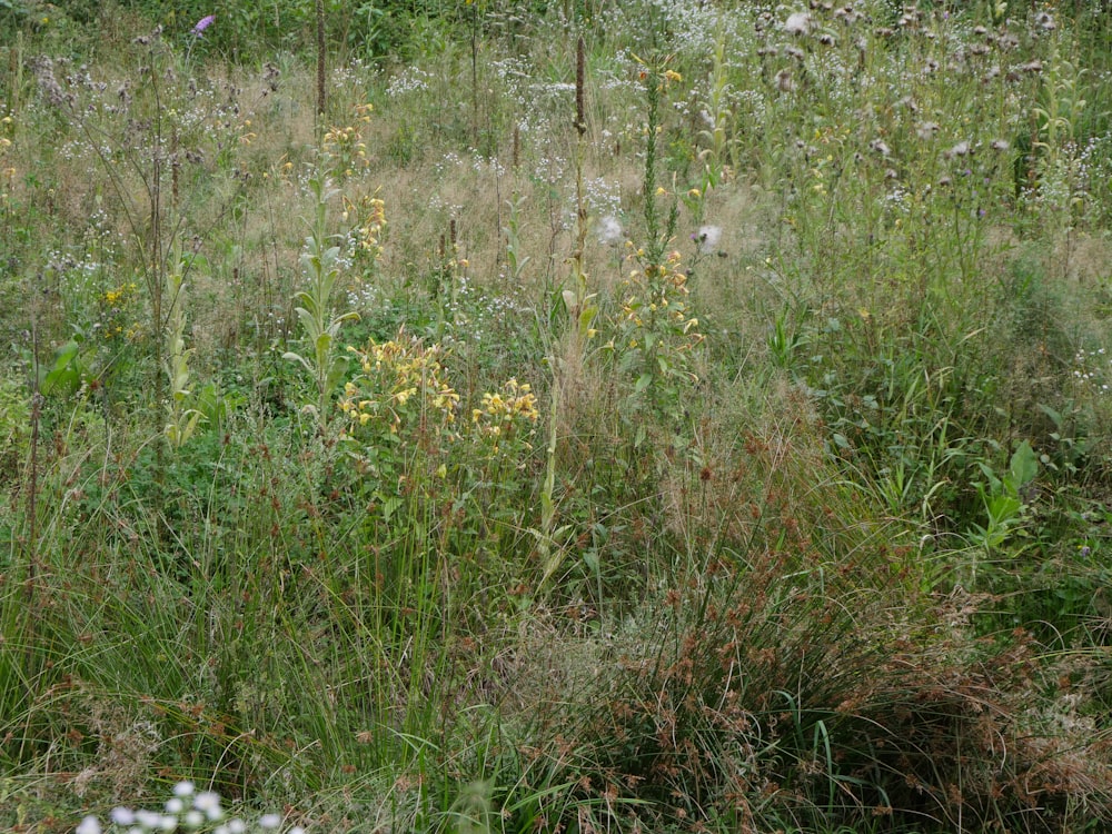 a field of tall grass and wild flowers