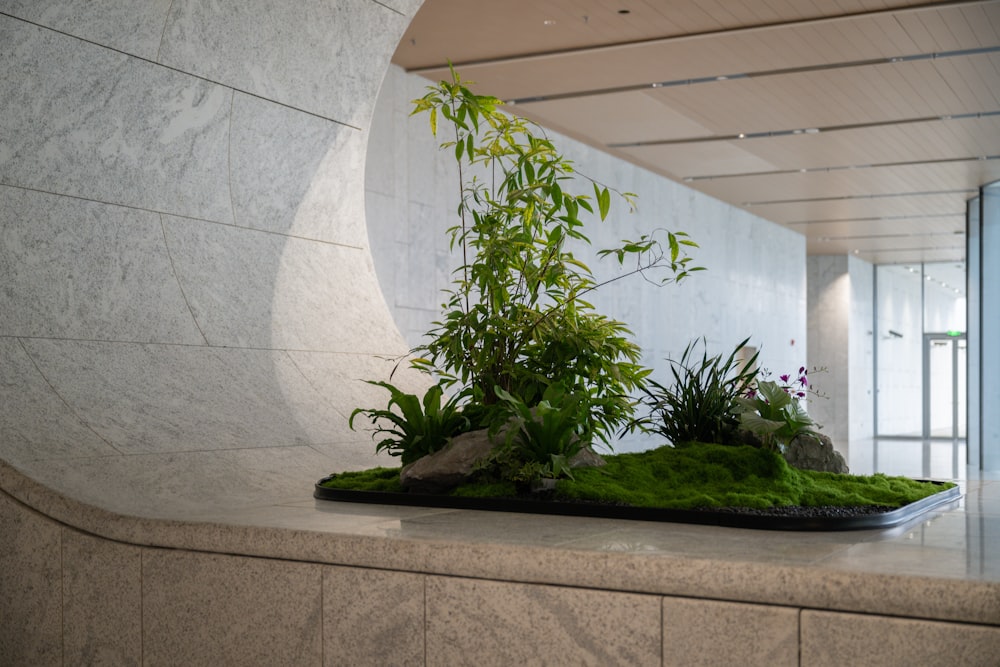 a plant is growing out of a tray on a counter