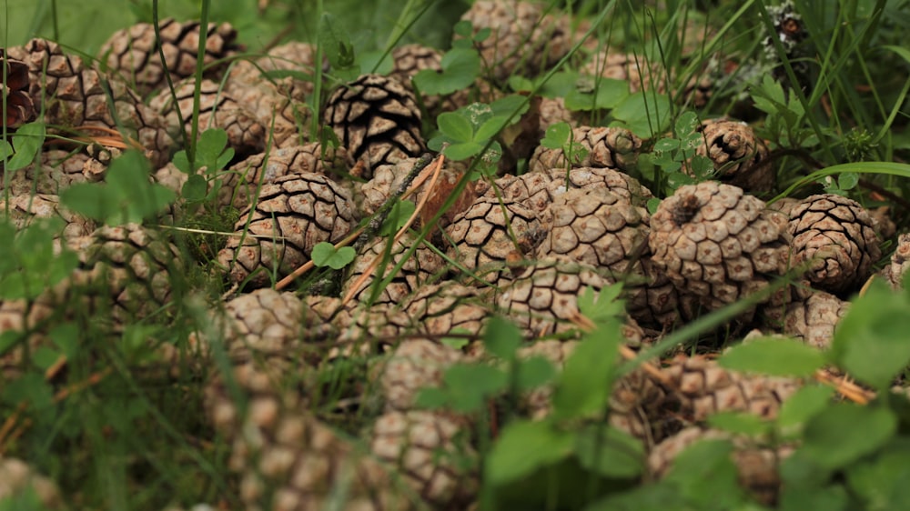 a pile of pine cones sitting in the grass