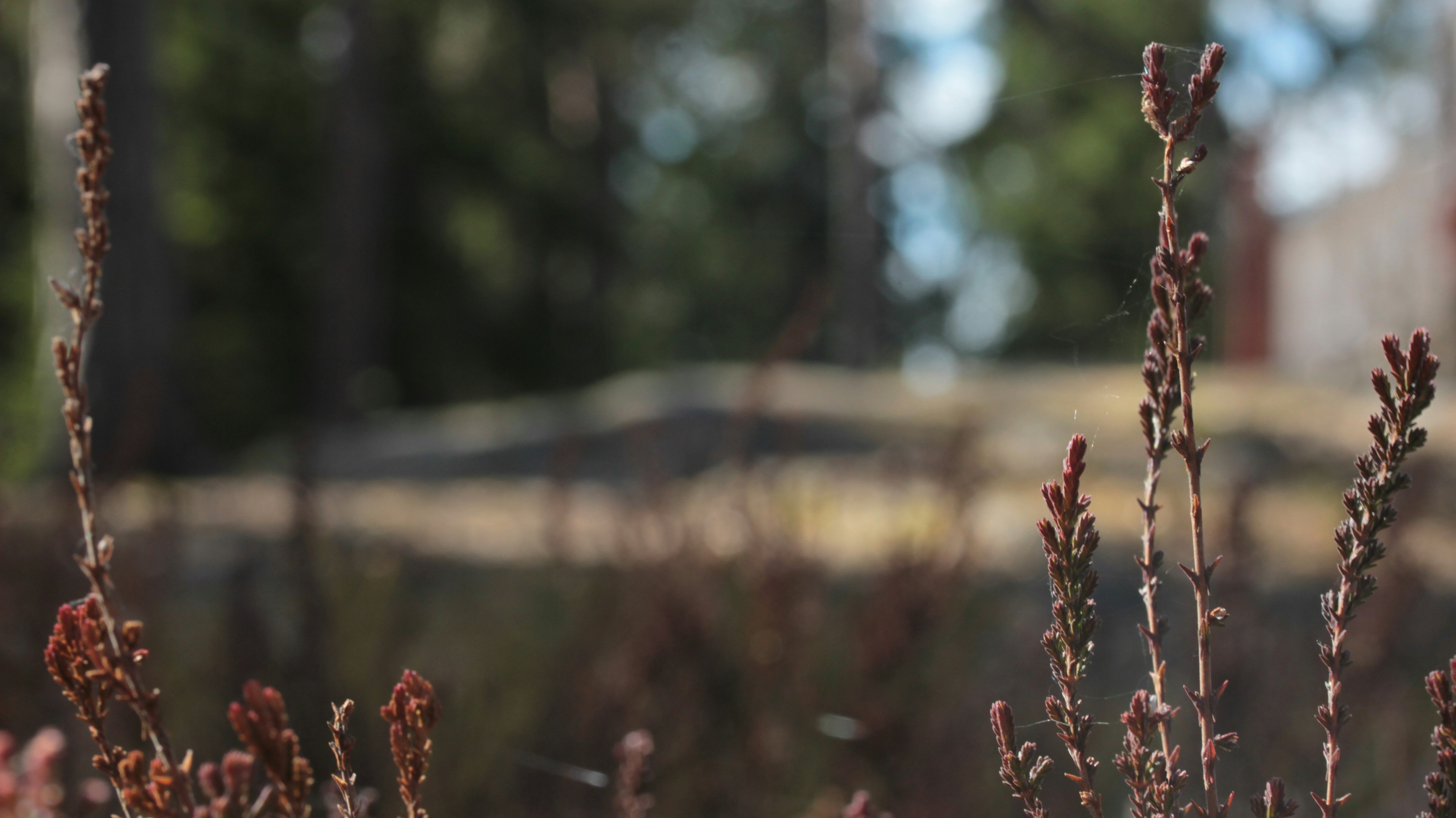 a close up of a plant with a building in the background