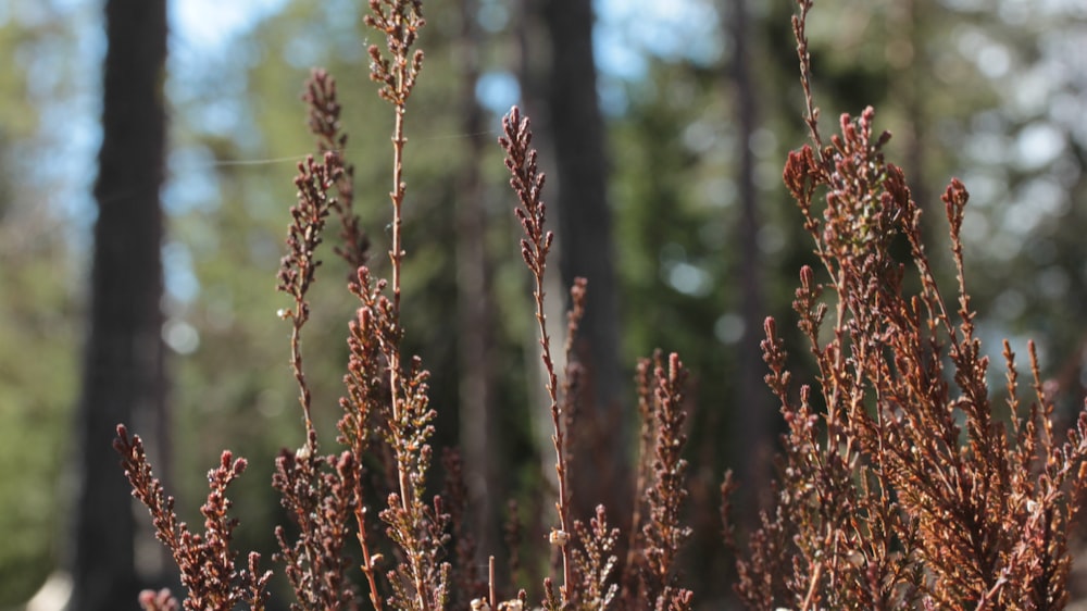 a close up of a plant in a forest