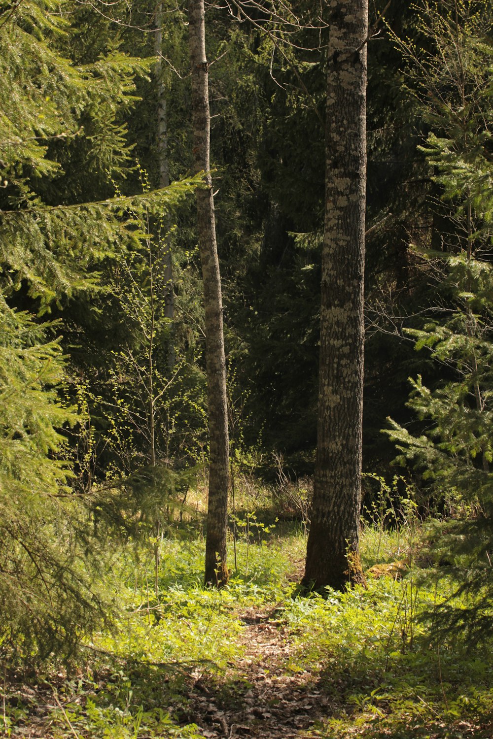 a path in the middle of a forest